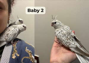 Cockatiel – Currimundi