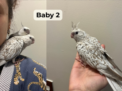 Cockatiel – Currimundi