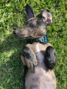 Dachshund – Deception Bay