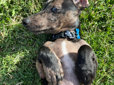 Dachshund – Deception Bay