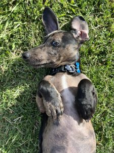 Dachshund – Deception Bay
