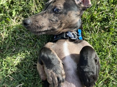 Dachshund – Deception Bay