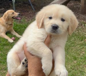 Golden Retriever – Hampton Park