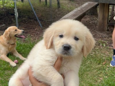 Golden Retriever – Hampton Park