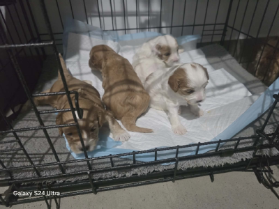 Cavoodle – Zuccoli