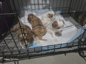 Cavoodle – Zuccoli