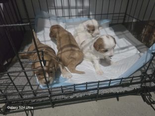 Cavoodle – Zuccoli