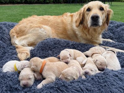 Golden Retriever – Mildura
