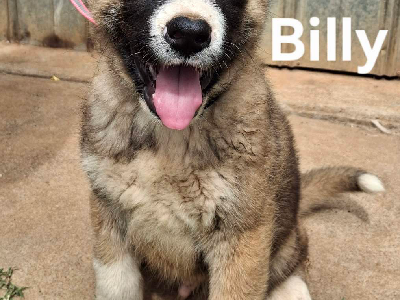 Akita – Salisbury North