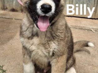 Akita – Salisbury North