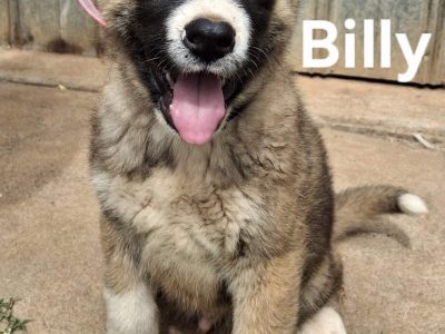 Akita – Salisbury North