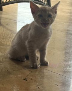 Domestic Medium Hair (DMH) – Loganlea