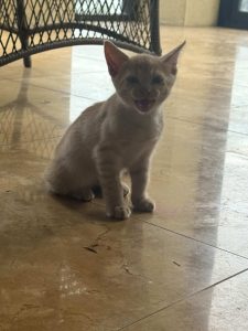 Domestic Medium Hair (DMH) – Loganlea