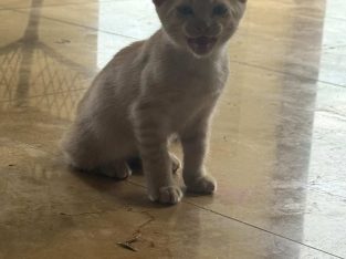 Domestic Medium Hair (DMH) – Loganlea