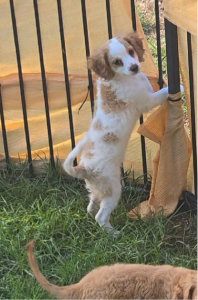 Cavoodle – Kingaroy