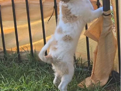 Cavoodle – Kingaroy