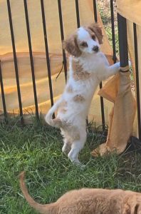 Cavoodle – Kingaroy