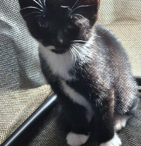 Russian Blue – Narre Warren