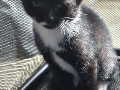 Russian Blue – Narre Warren