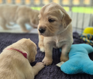 Golden Retriever – Toowoomba