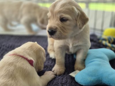 Golden Retriever – Toowoomba