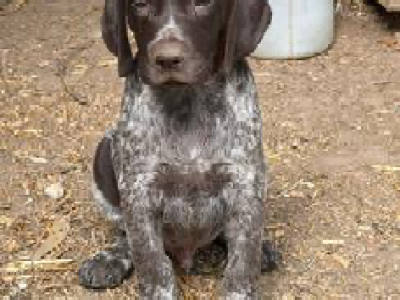 German Shorthaired Pointer – Wollert