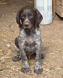 German Shorthaired Pointer – Wollert