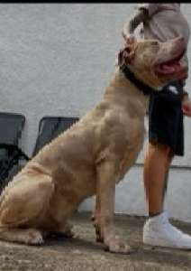 American Bulldog – Butler