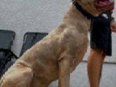 American Bulldog – Danni andrews