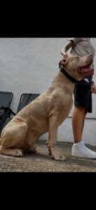 American Bulldog – Butler