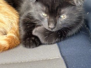 Scottish Fold – Highton