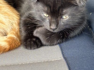 Scottish Fold – Highton