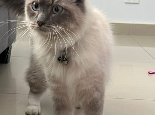 Ragdoll – Punchbowl