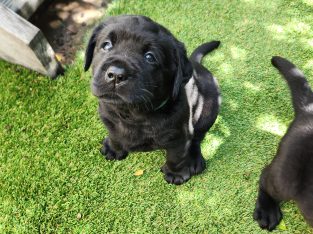 Labrador Retriever – Sarah Alexander