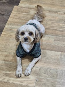 Toy Poodle – Sukhwinder