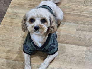 Toy Poodle – Sukhwinder