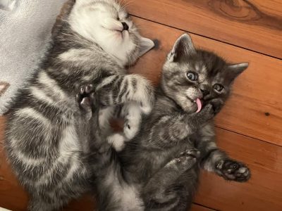 Exotic Shorthair – Forestville