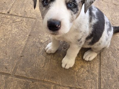 Border Collie – Boddington