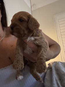 Toy Cavoodle – Sydney