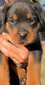 Rottweiler – Lockyer Waters