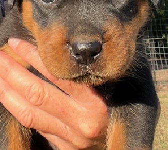 Rottweiler – Lockyer Waters