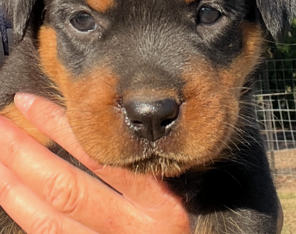 Rottweiler – Lockyer Waters