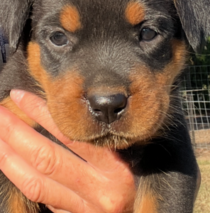 Rottweiler – Lockyer Waters