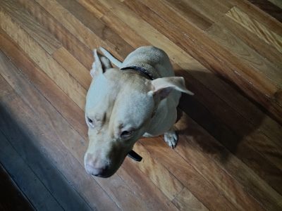 Other Dogs – Yeronga