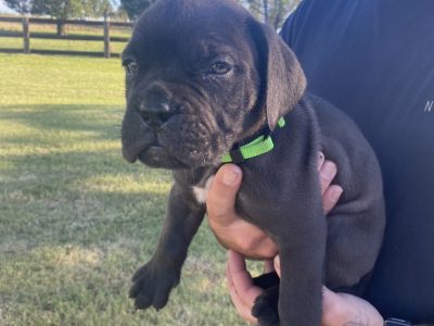 Mastiff – Narrabri