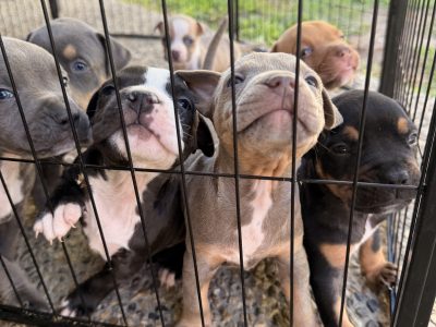 American Bulldog – Upper Coomera