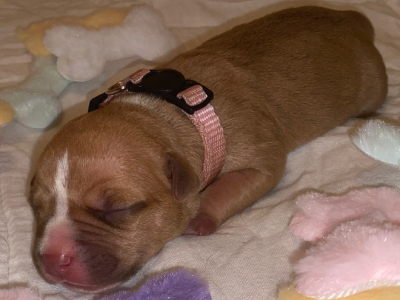 American Staffordshire Bull Terrier – Red Royalty Canines