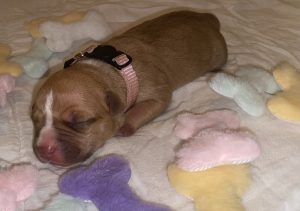 American Staffordshire Bull Terrier – Red Royalty Canines