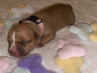 American Staffordshire Bull Terrier – Red Royalty Canines