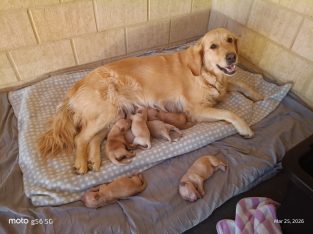 Golden Retriever – Burekup